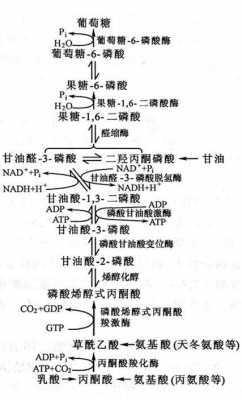 丙酮酸由什么糖分解（丙酮酸生成糖）