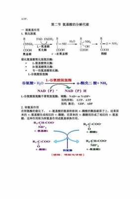 什么分解出氨基酸（什么分解出氨基酸）