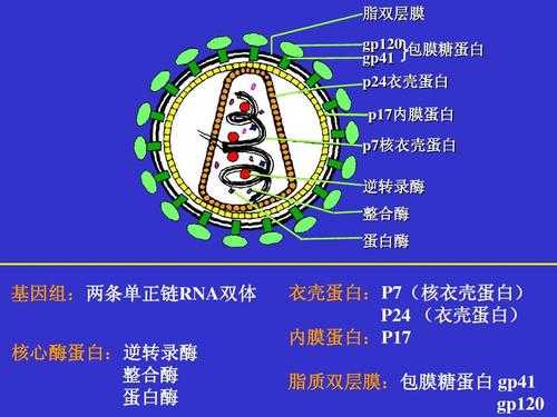 属于逆转录酶病毒的是什么（属于逆转录病毒的是hiv）