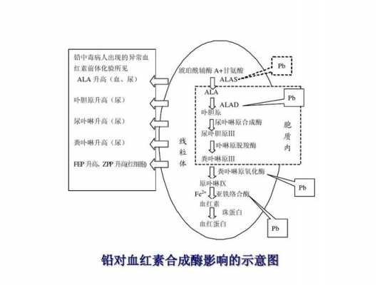 血红素加氧酶是什么（血红素加氧酶抑制剂）