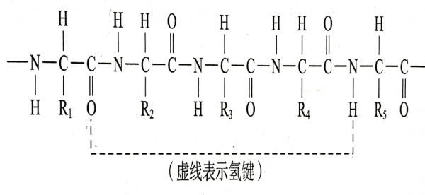 甘氨酸失去一个氢叫什么（甘氨酸有氢键吗）