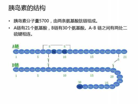 类胰岛素分子是什么（类胰岛素因子是什么）