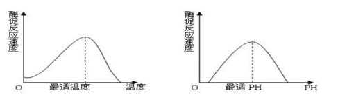 为什么酶有最适温度及最适pH（酶的最适ph会随温度改变吗）