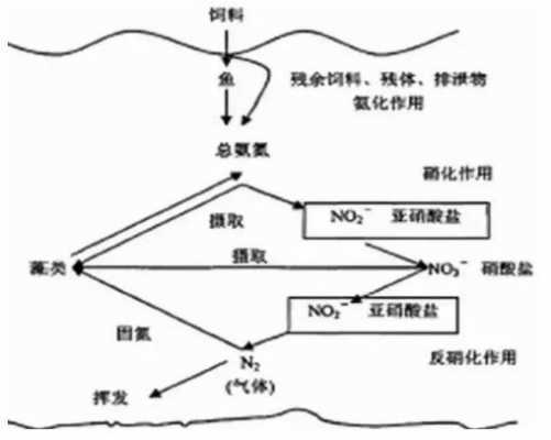 亚硝酸盐还原黄酮成什么（亚硝酸还原产物）