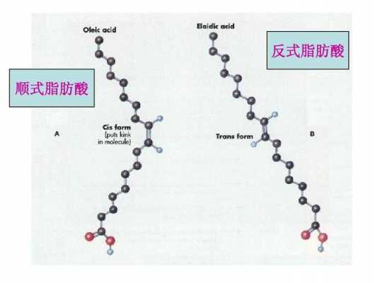 天然油酸为什么是顺式（天然脂肪酸为什么是顺式）