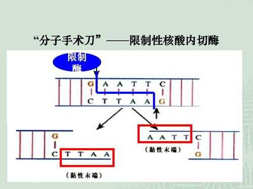 核酸内切酶属于什么酶（核酸内切酶属于什么酶类）