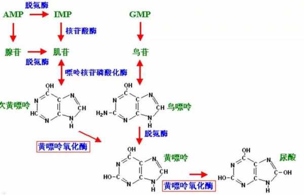 黄嘌呤用什么能溶解（黄嘌呤如何溶解）