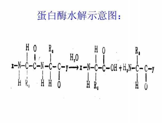 什么叫酩蛋白水解物（蛋白水解酶的功效与作用）