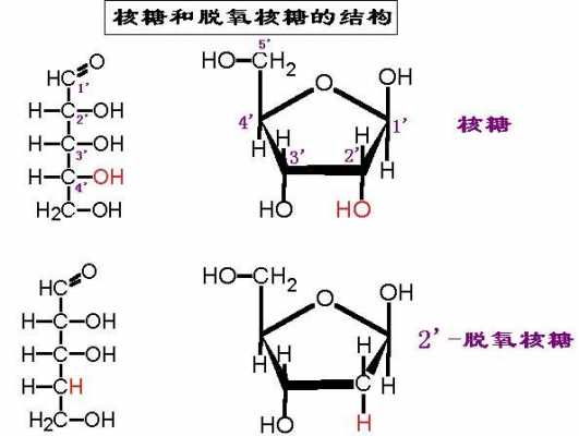 六碳糖和五碳糖分别是什么（五碳糖六碳糖是单糖吗）