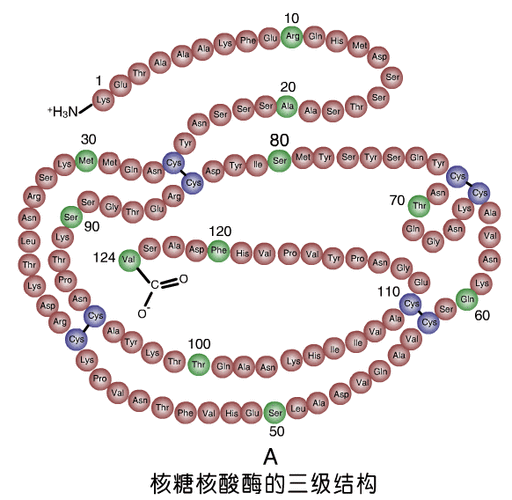 什么是化学核酸酶（核酸酶的化学本质是什么）