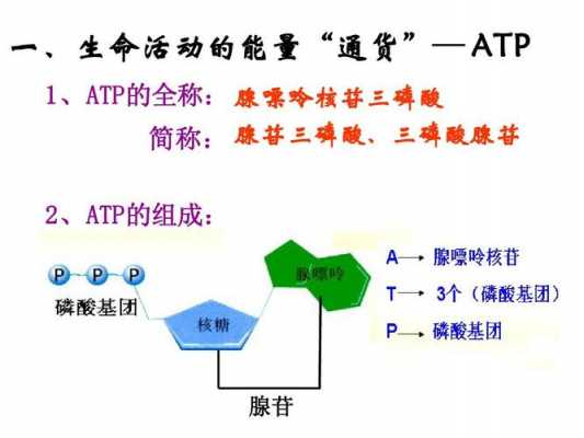 腺苷酰尿苷酰尿苷是什么（腺苷包括）