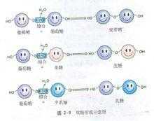 双糖是由什么组成的（双糖的组成有何不同）