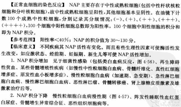 NAP的平均分子量是什么意思（NAP染色阴性是什么意思）