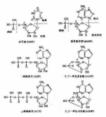 乙酰胞嘧啶是干什么的（乙酰胞苷）