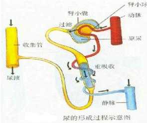 人体滤根是什么（滤过作用是哪个部位）