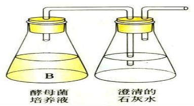 重铬酸钾与酒精先变什么色（重铬酸钾溶液可以直接和酒精发生化学反应变成灰绿色）