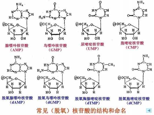 胸腺嘧啶核苷用什么溶解（胸腺嘧啶核苷用什么溶解的）