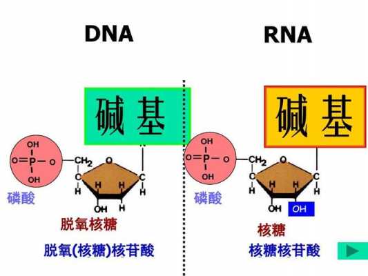 核苷酸脱氧核糖核酸是什么（核苷酸脱氧核苷酸脱氧核糖核苷酸的区别）