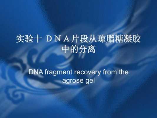 DNA为什么在琼脂糖上分离（为什么dna用琼脂糖）