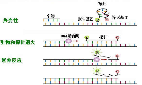 荧光pcr通道都是什么rox（pcr荧光通道分类）