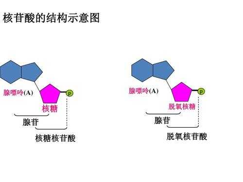 核苷糖是什么（核糖核苷酸的作用与功效）