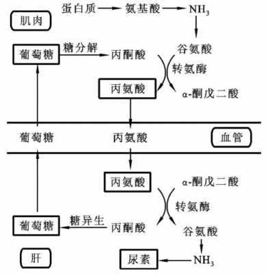 由什么产生氨气（产生氨的途径）