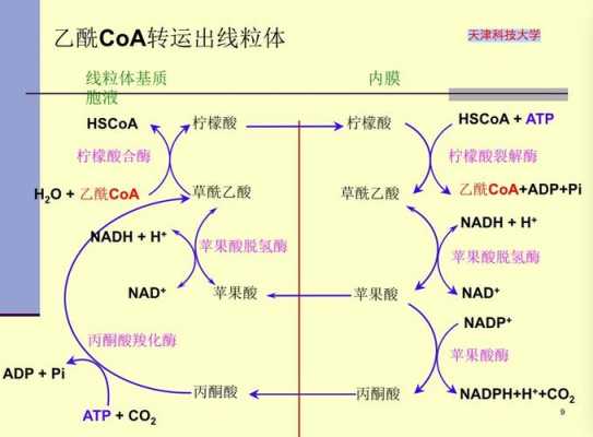 丙酮酸在哪里分解为什么（丙酮酸彻底分解的场所）