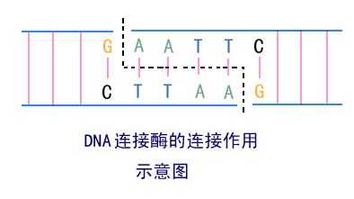 dna连接酶作用的部位是什么（dna连接酶有哪些）