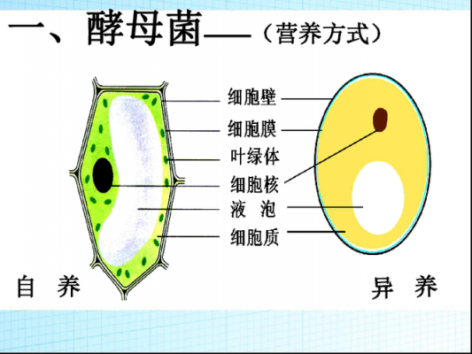 真菌的细胞壁里有什么（真菌细胞壁可能含有）