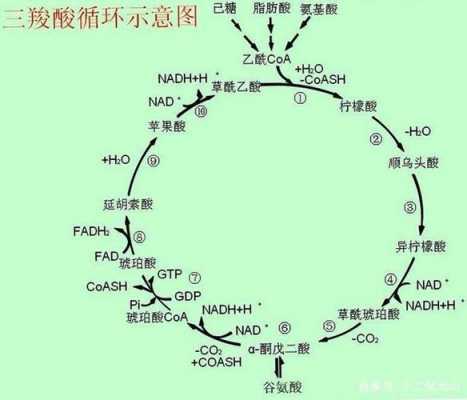 三羧酸循环氧化掉什么（三羧酸循环的实质是什么被氧化）