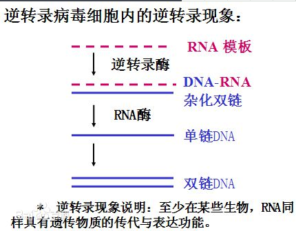 反转录Buffer是什么（反转录每一步原理）