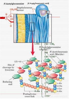 为什么细菌细胞壁是肽聚糖（细菌细胞壁中的肽聚糖是一类线性多聚糖）