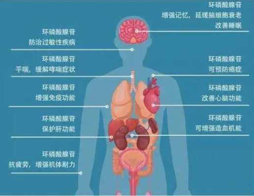 环磷腺苷内有环化的什么键（环磷酸腺苷在细胞中的作用）