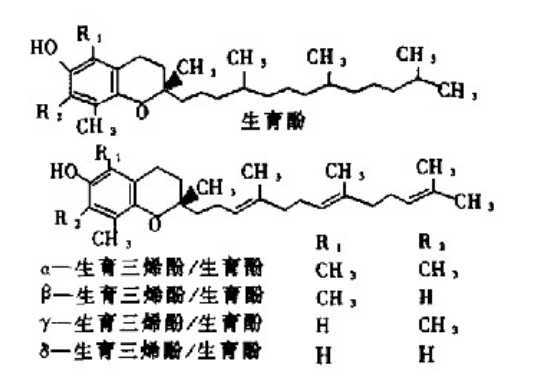 a-生育酚是什么意思（a一生育酚是什么东西）