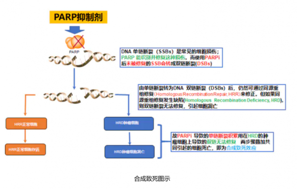 dna合成的特异抑制剂是什么（dna合成机制）