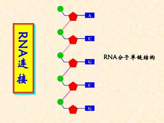 rna的分子结构式是什么（rna的结构组分）