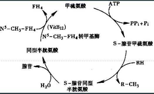 甲氧氨酸什么作用（甲氨酸的作用用途）