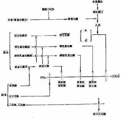 胰蛋白酶分散什么细胞（胰蛋白酶是什么细胞分泌）