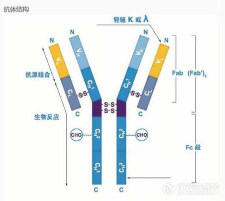 免疫中羊抗人IgM什么意思（羊抗人igg是什么）