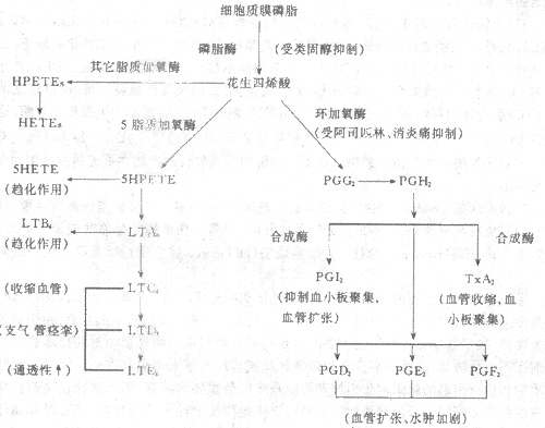 二胺氧化生成什么（二胺氧化酶高是什么原因）