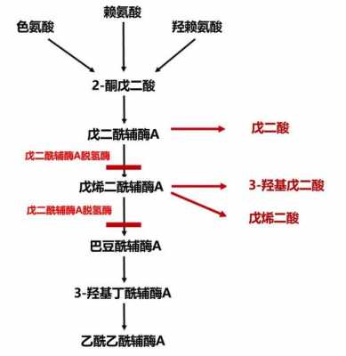 羟基戊二烯酸是什么病（2羟基2羧基戊二酸）