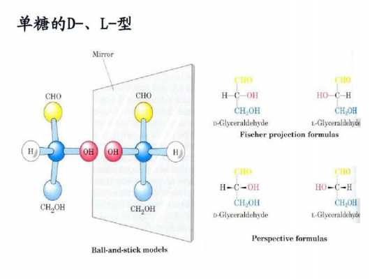 糖的d型和l型的区别是什么（糖的d型和l型是如何决定的）