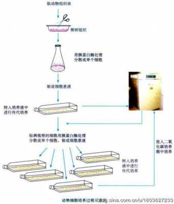 细胞培养为什么要双抗（细胞培养为什么要双抗检查）