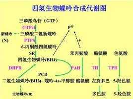 四氢生物蝶呤是什么（四氢生物蝶呤是什么酶的辅酶）