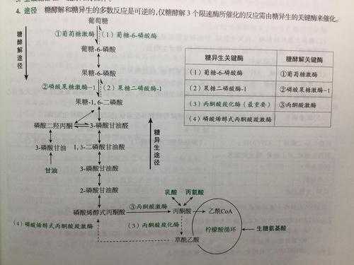 酯类为什么不可以异生为糖（酯类为什么溶于乙醇）