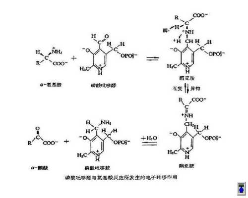 吡哆是什么（吡哆醛作用）