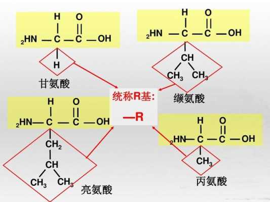 缬氨酸结构式R基团是什么（缬氨酸由哪些元素构成）