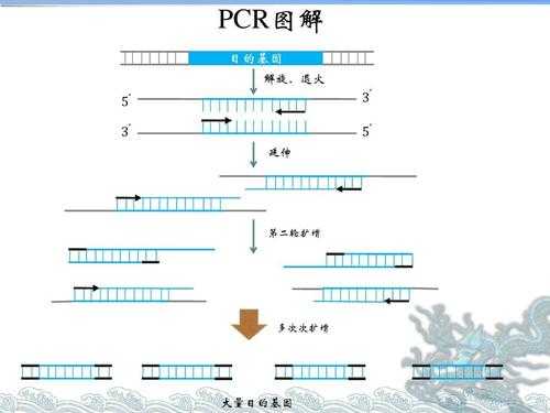 pcr中fam通道是什么（pcr vic通道）