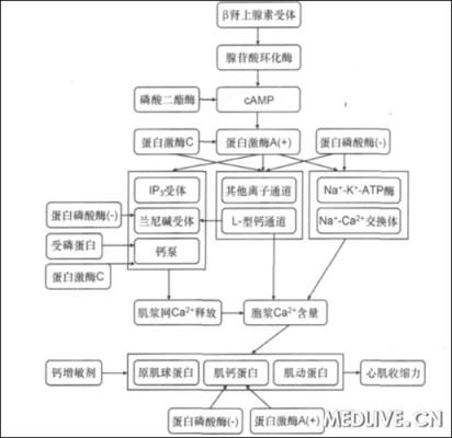 去甲乌药碱又叫什么（去甲乌药碱正性肌力作用的机制是什么）