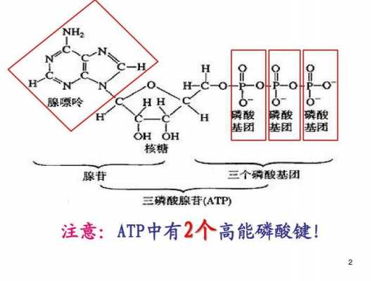 碱性磷酸酯酶位于什么细胞（碱性磷酸酯酶alp）